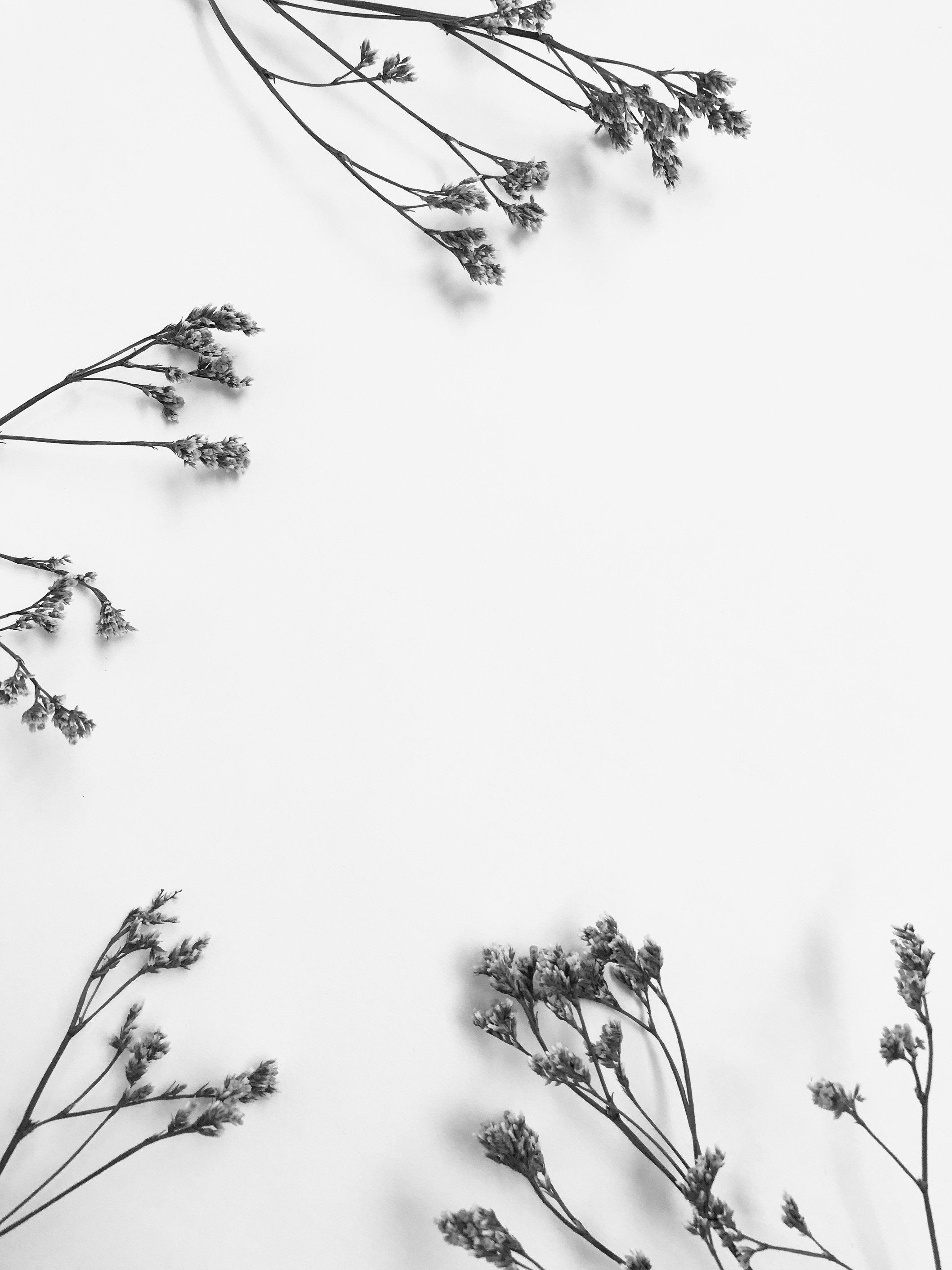 Dry floral branch on white background. Flat lay, top view minimal neutral flower background.