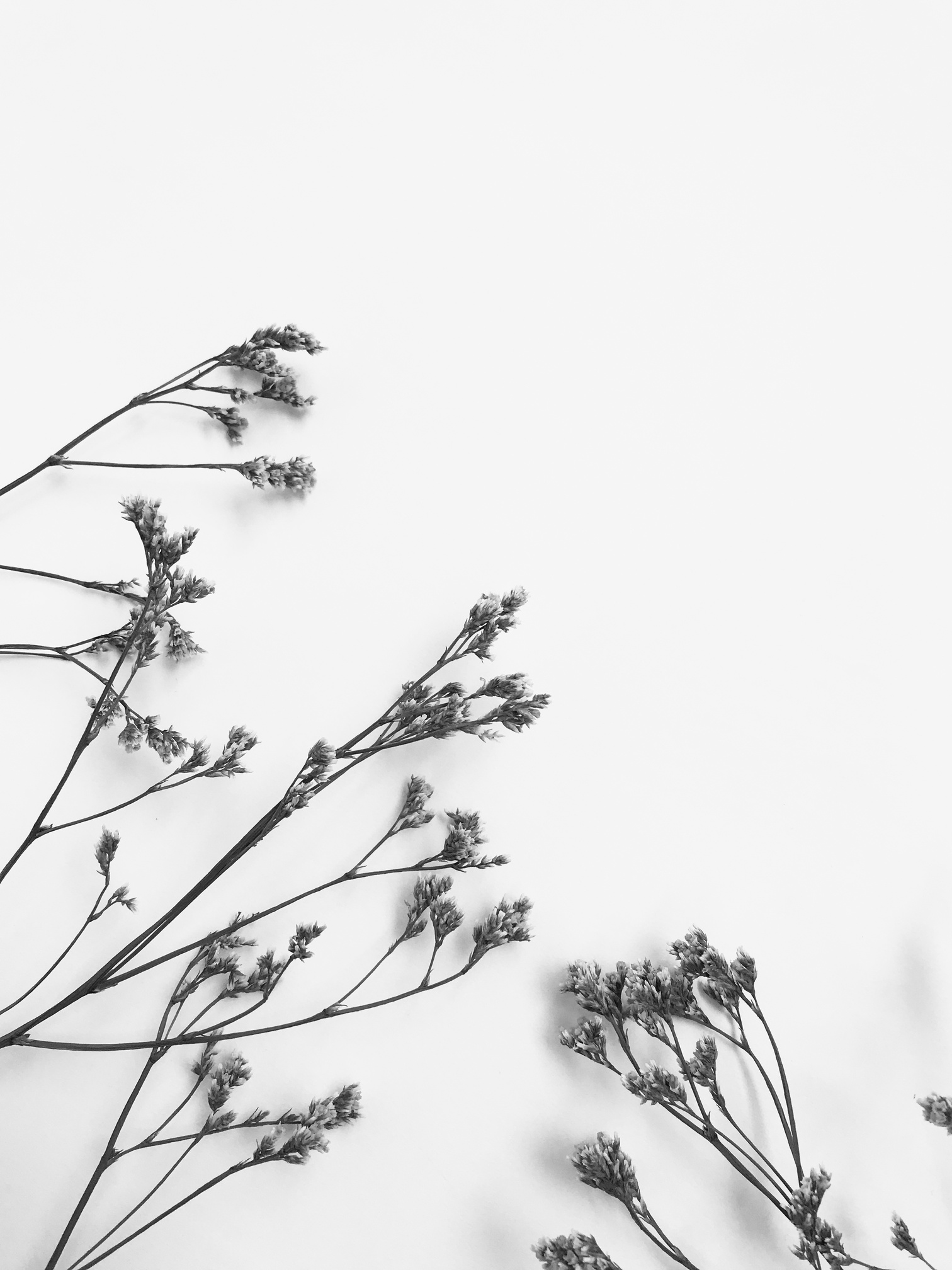 Dry floral branch on white background. Flat lay, top view minimal neutral flower background.